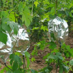 Hop transpiration