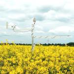 meteostation rapeseed